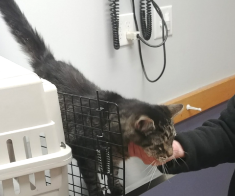 Supporting Pets Through Medical Procedures Emotionally