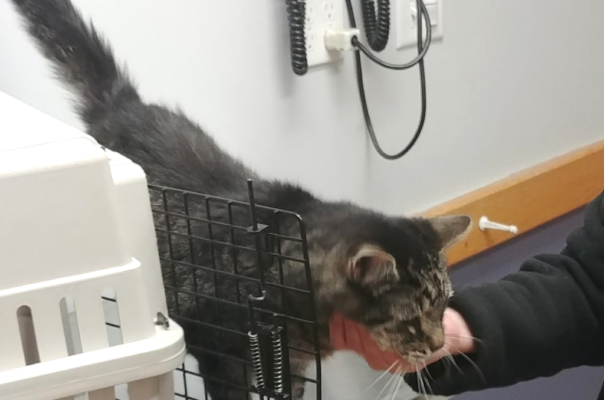 Supporting Pets Through Medical Procedures Emotionally