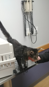 BellenPaws.com - Zippy At Vet 2