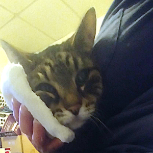 BellenPaws.com - Zippy Warm compress