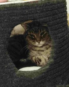 BellenPaws.com - Zippy in Hut2