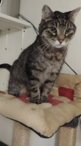 BellenPaws.com - Zippy in tree