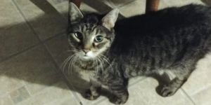 Bellenpaws.com - Zippy in the Kitchen