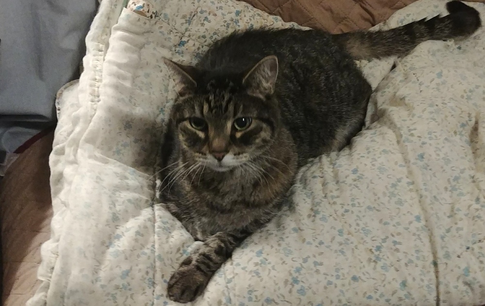 Printable Glucose Tracking Forms for Diabetic Pets