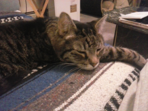 BellenPaws.com - Zippy Sleeping