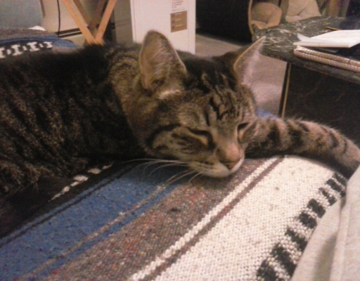 BellenPaws.com - Zippy Sleeping