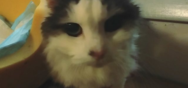 Cognitive Decline in Senior Cats: What It Looks Like and What Helps