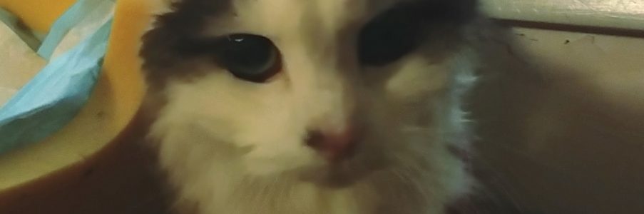 Cognitive Decline in Senior Cats: What It Looks Like and What Helps