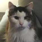 BellenPaws.com - Rascal Thumbnail